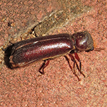Apate species